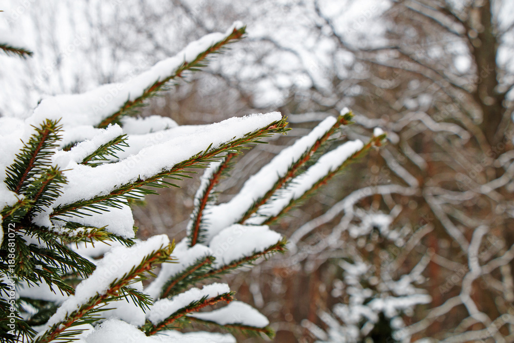 A fur-tree branch in a beautiful winter forest after a very heavy snowfall.