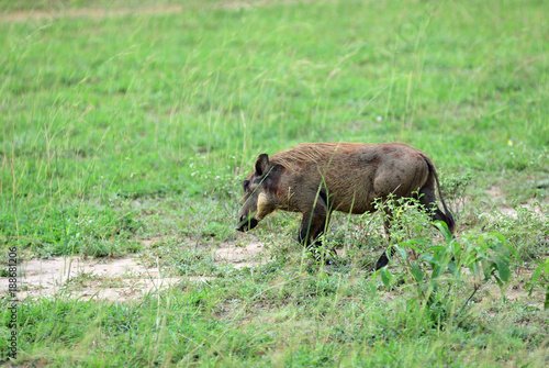 Warthog, Uganda, Africa