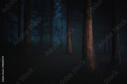 dark forest