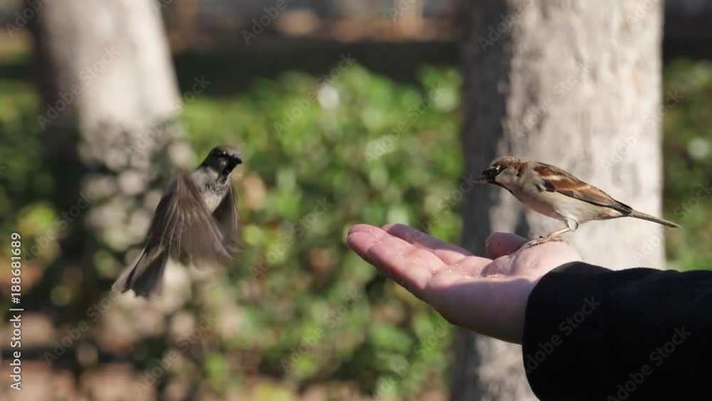 Gorriones comiendo de la mano en El Retiro (Madrid, Spain)