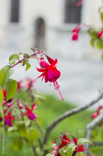 Pink flowers Fuchsia grow in garden