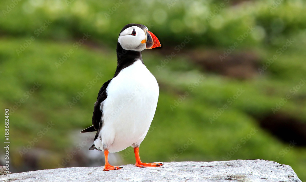 Fototapeta premium puffin sat on rock at farne islands