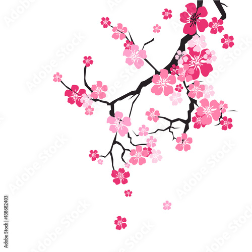Cherry Blossom Background Sakura Flowers Pink On Branch Flat Vector Illustration