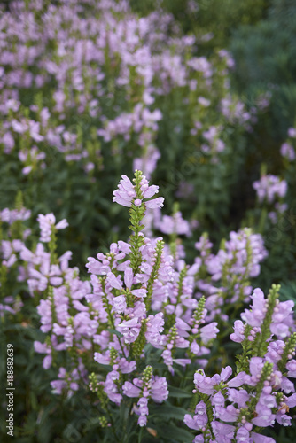 Physostegia virginiana