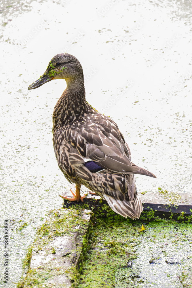 Fototapeta premium wild ducks close-up on a background of a forest lake overgrown with duckweed