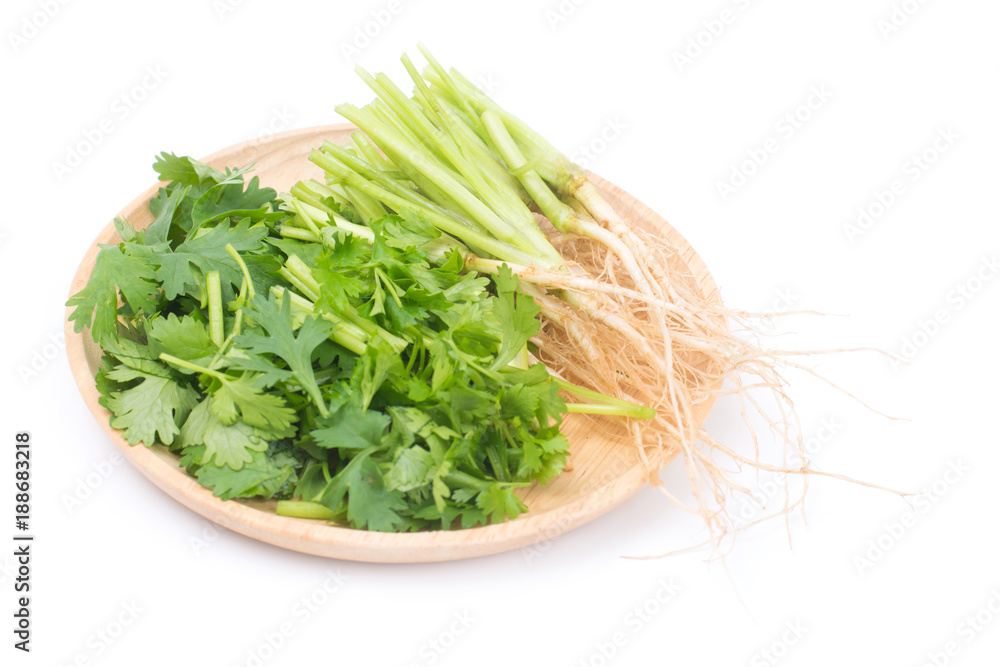 Cut the coriandrum sativum and roots in wooden plate isolated on white background.Coriandrum sativum is an important spice for Thai cooking Cut the coriandrum sativum and roots in wooden plate isolated on white background.Coriandrum sativum is an important spice for Thai cooking