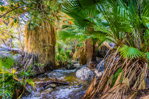 Indian Canyons Oasis in Palm Springs CA area