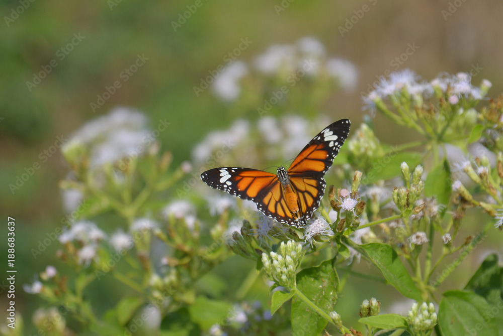 Beautiful butterfly (Common Tiger) on White flowers (Siam weed). Beautiful butterfly (Common Tiger) on White flowers (Siam weed).