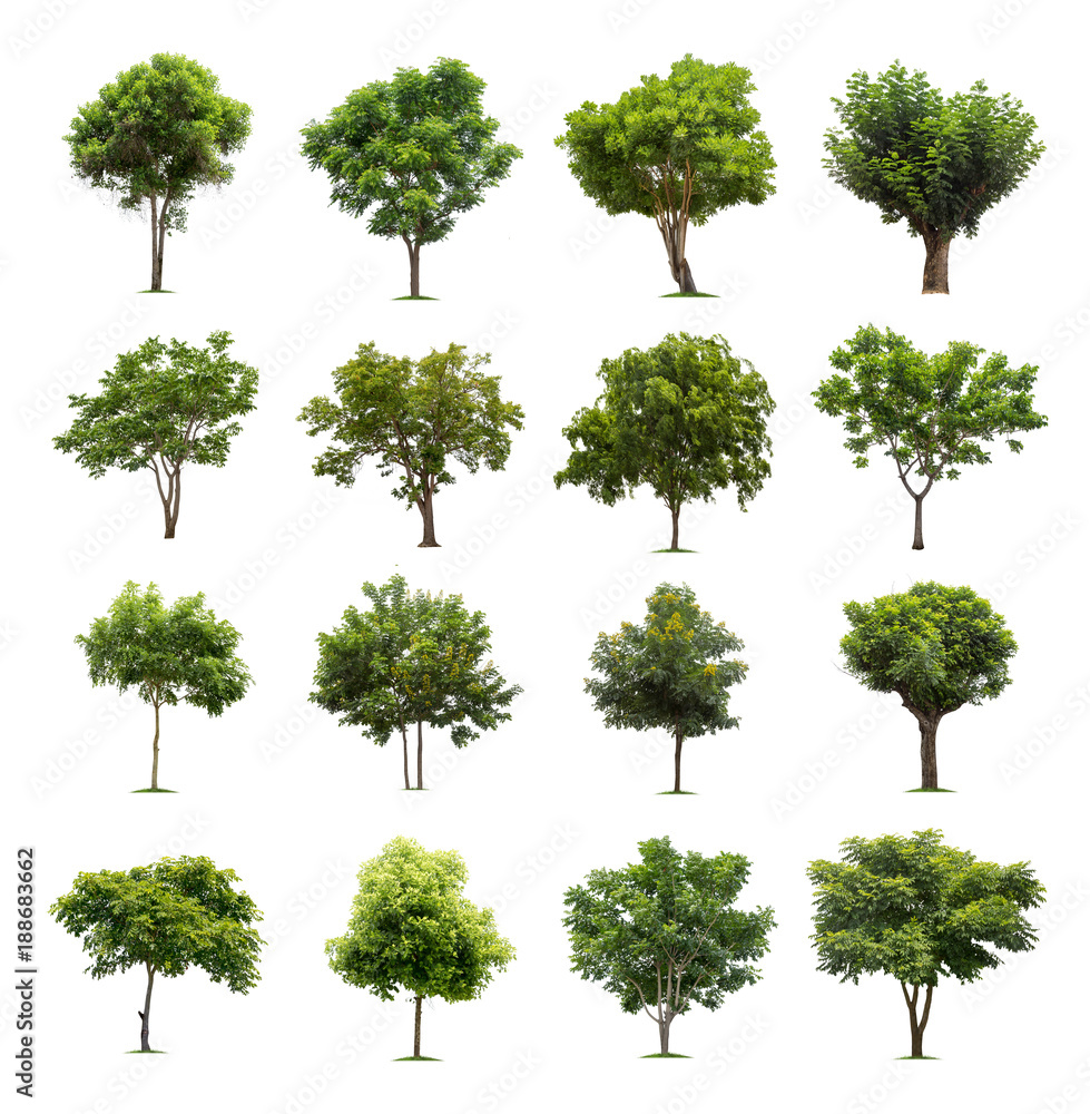 Fototapeta premium Tree isolated on white background high resolution for graphic decoration, suitable for both web and print media