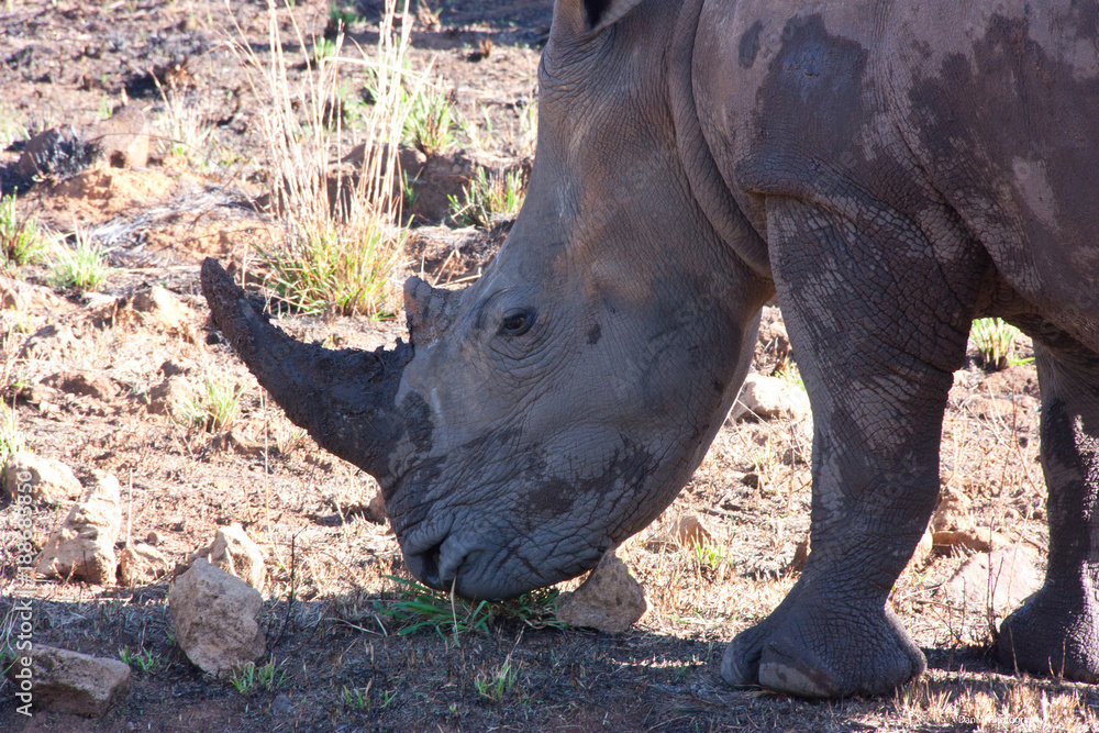 Fototapeta premium Rhino scratching his head over stone