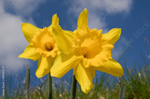 Fototapeta Naklejka Na Ścianę i Meble -  Narzisse/Osterglocken 1