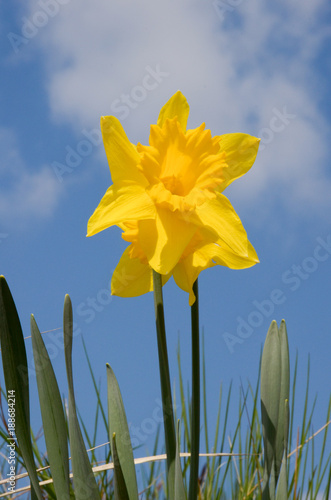 Fototapeta Naklejka Na Ścianę i Meble -  Narzisse/Osterglocken 1