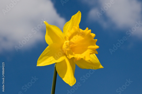 Fototapeta Naklejka Na Ścianę i Meble -  Narzisse/Osterglocken 1