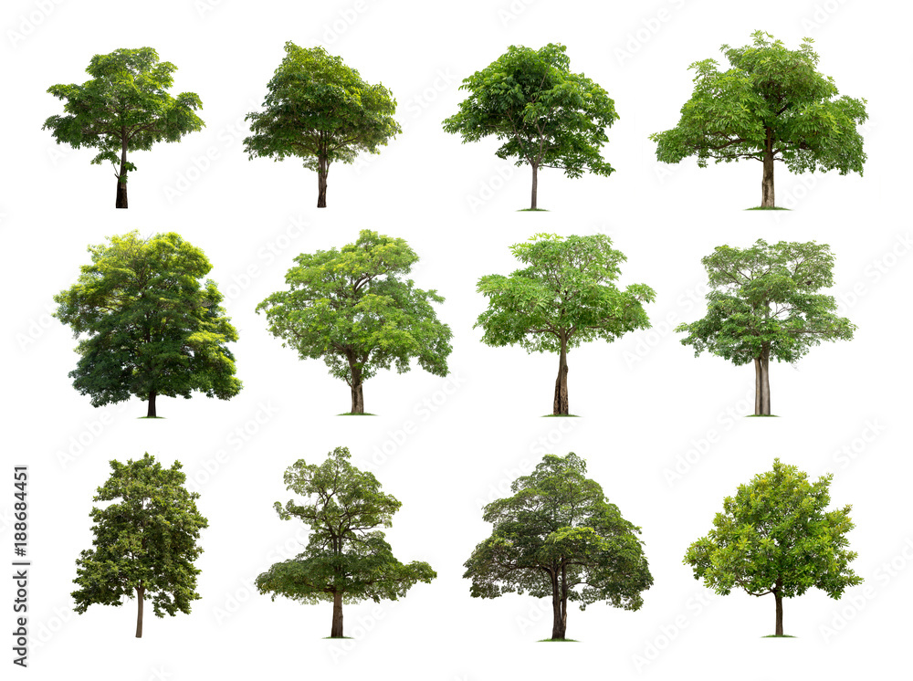 Fototapeta premium Tree isolated on white background high resolution for graphic decoration, suitable for both web and print media