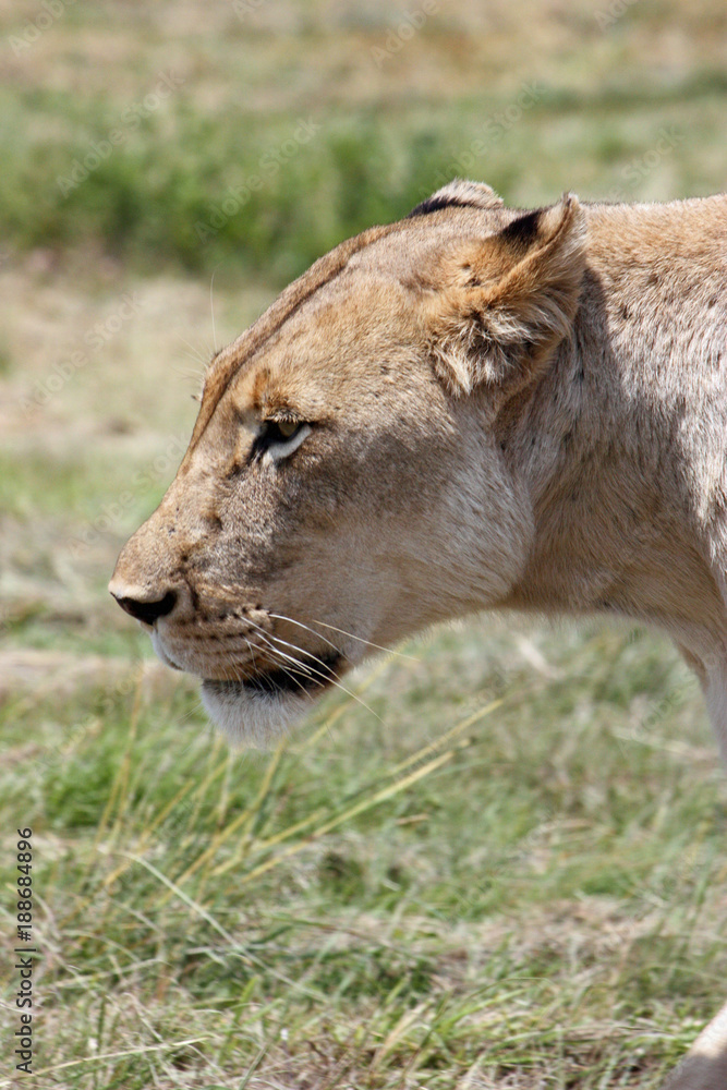 Lioness profile