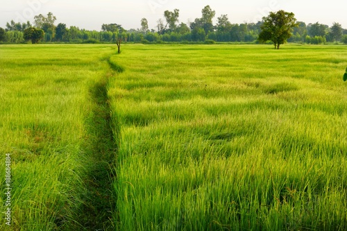 The Rice green fields