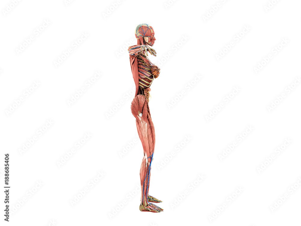 A female body anatomy for books 3d ilustration on white no shadow