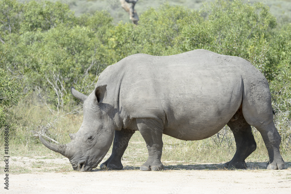 Naklejka premium White rhinoceros (Ceratotherium simun), eating, Kruger National Park, South Africa