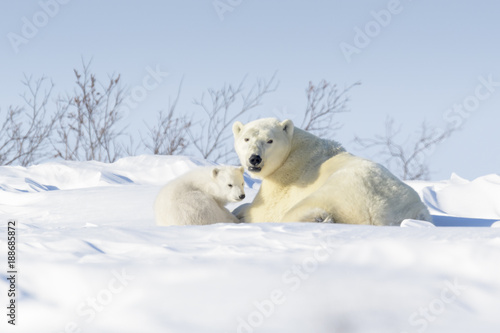 Polar bear mother (Ursus maritimus) with new born cub lying down on tundra, Wapusk National Park, Manitoba, Canada photo