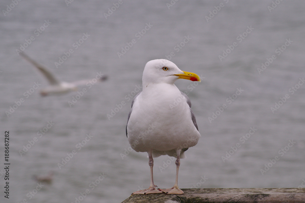 Fototapeta premium Möwe auf Seebrücke