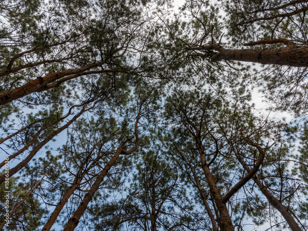 Fototapeta premium Looking up to Forest - Green Tree branches nature abstract, tree top
