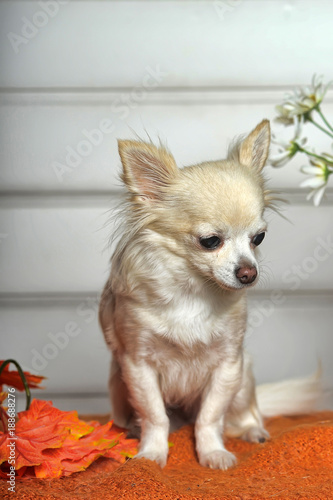 white chihuahua and autumn maple leaves in the studio photo