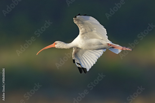 Photos White Ibis in flight - Merritt Island, Florida