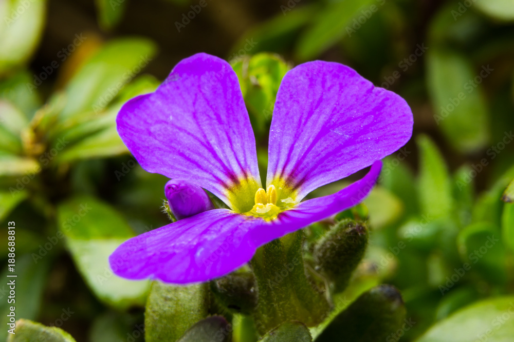 A flowering plant surrounded by spring greenery. A bud protrudes cheekily between the violet petals - photographed in my garden in Hanau A flowering plant surrounded by spring greenery. A bud protrudes cheekily between the violet petals - photographed in my garden in Hanau