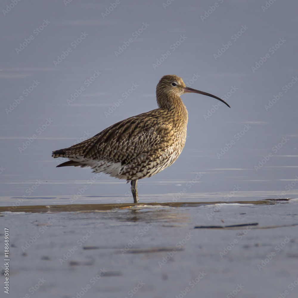Large Curlew - mouth of the river Eider in the North Sea, Tönning, Germany Large Curlew - mouth of the river Eider in the North Sea, Tönning, Germany