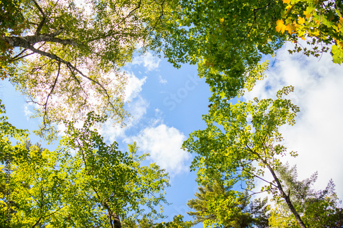 Beautiful Northern Michigan Trees