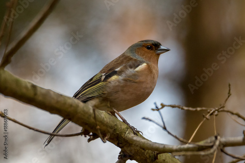 A chaffinch sits on a branch and observes its surroundings - photographed in the forest near Alzenau, Germany © nehls16321