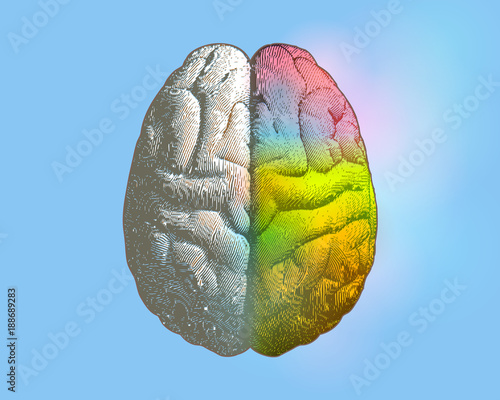 Left and right colorful brain illustration on blue BG photo