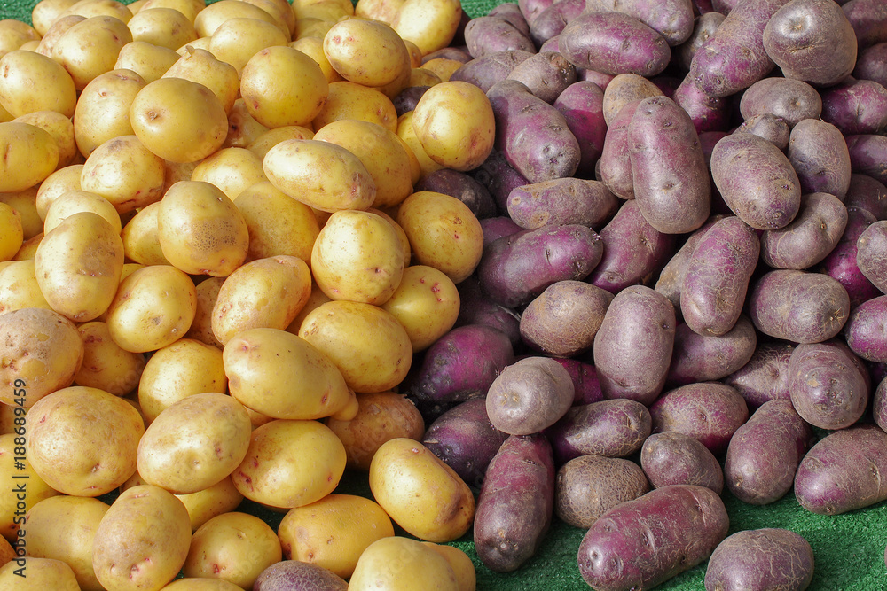 Background of two kinds of potatoes. Background of two kinds of potatoes.