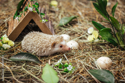 The hedgehog creeps in the forest and picking mushrooms.