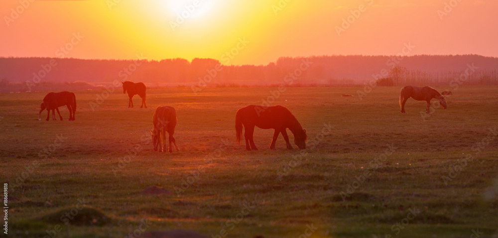 Horses on meadow at sunset