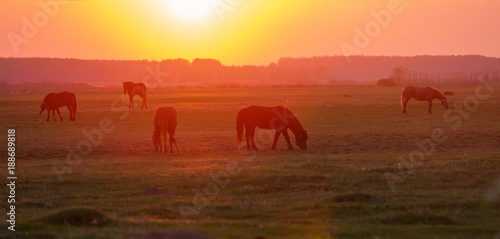 Fototapeta Naklejka Na Ścianę i Meble -  Horses on meadow at sunset