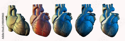 Human heart wireframe in various view point illustration