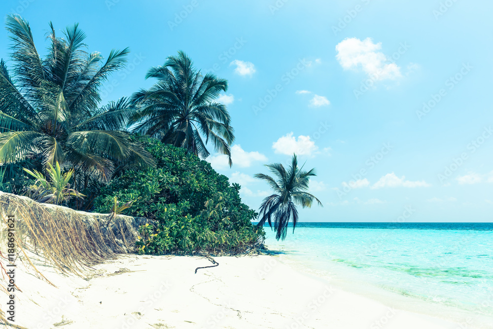 Obraz premium Tropical plants on the beach in the Maldives. White sand tropical island. Palm trees were bent over the water of the ocean.