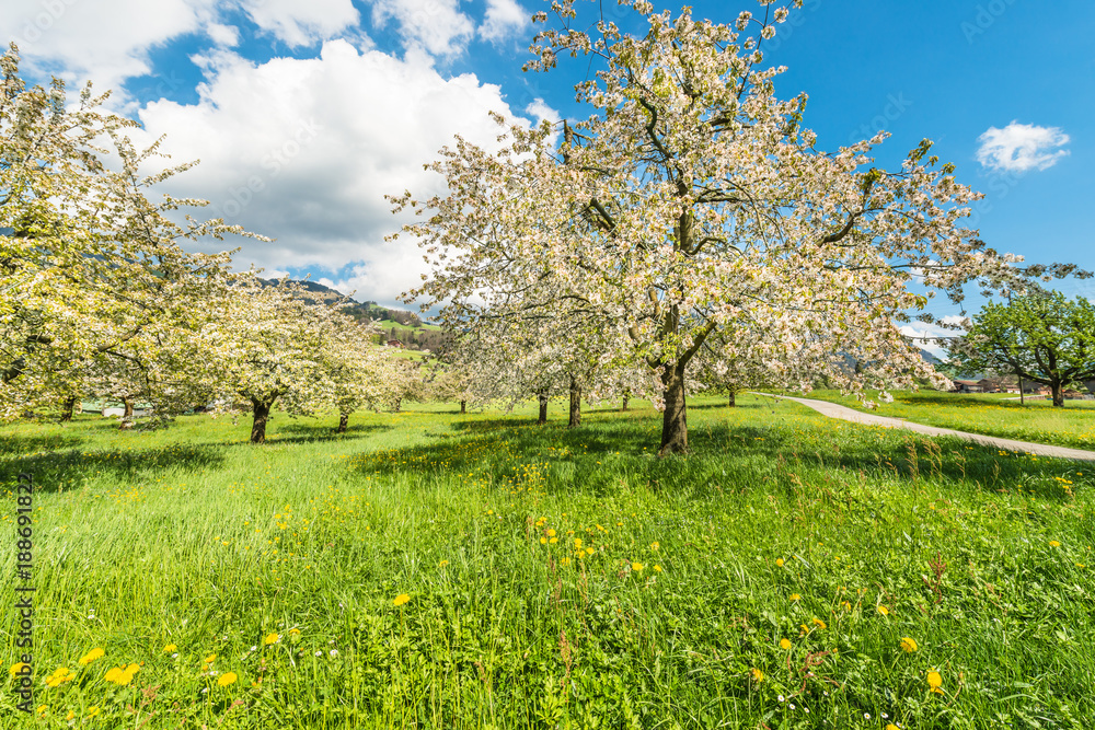 Blooming in spring in the garden. Spring. Fruit trees in bloom. Cherry blossoms. Bright spring fresh greens. Blooming in spring in the garden. Spring. Fruit trees in bloom. Cherry blossoms. Bright spring fresh greens.