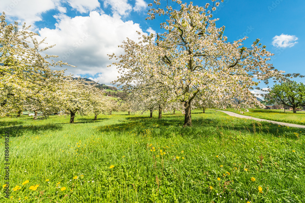 Blooming in spring in the garden. Spring. Fruit trees in bloom. Cherry blossoms. Bright spring fresh greens.