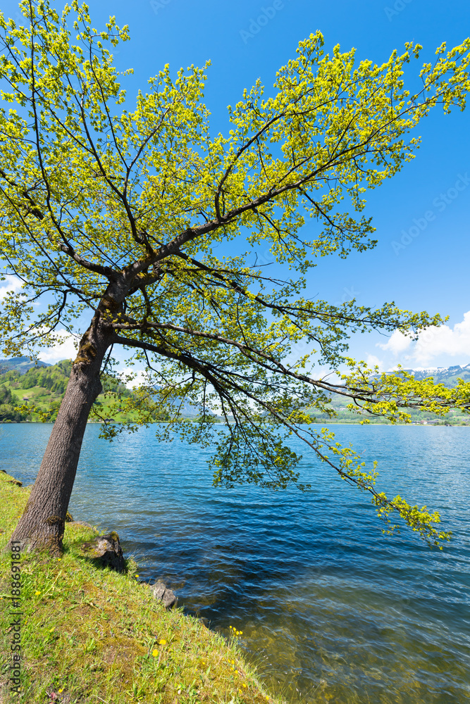 Gorgeous landscape along the lake . Tree on the shore of the lake. Bright summer landscape. Central Switzerland. Lake Lauerz. Gorgeous landscape along the lake . Tree on the shore of the lake. Bright summer landscape. Central Switzerland. Lake Lauerz.