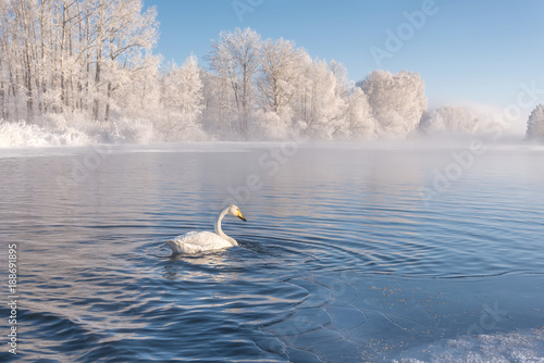 swan lake mist frost wintering photo