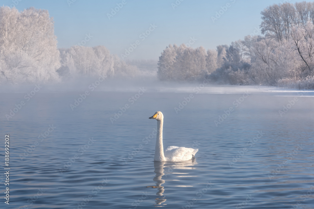 Fototapeta premium swan lake mist frost wintering
