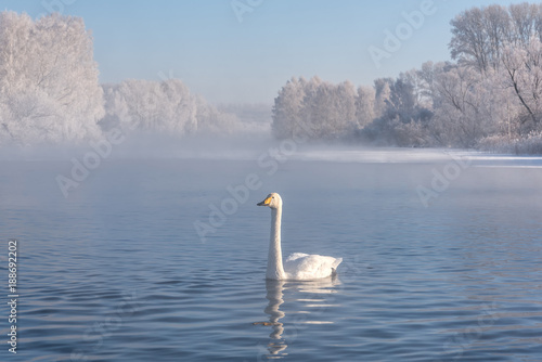 swan lake mist frost wintering