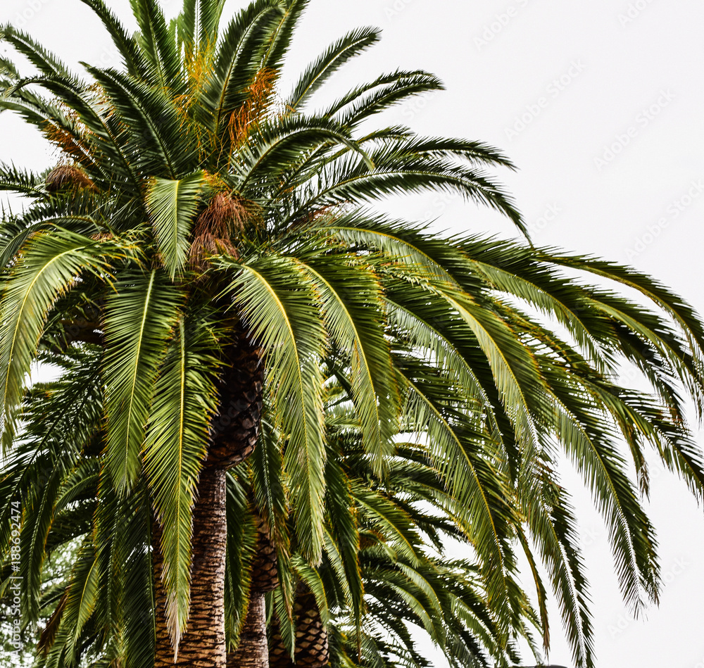 Palm in California