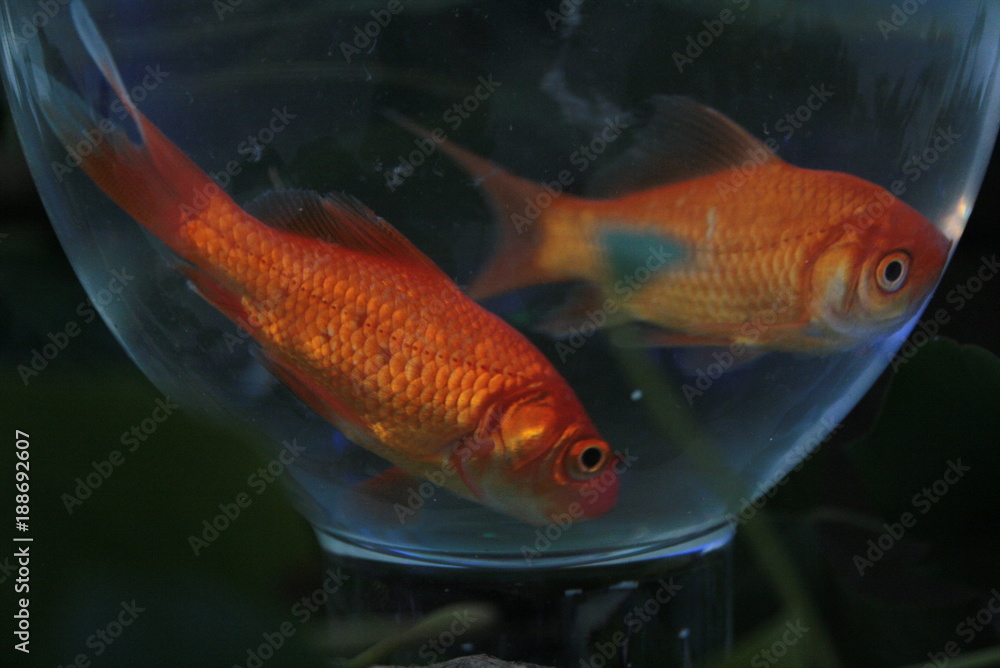 Obraz premium Poisson rouge dans bocal de verre lors d'un mariage