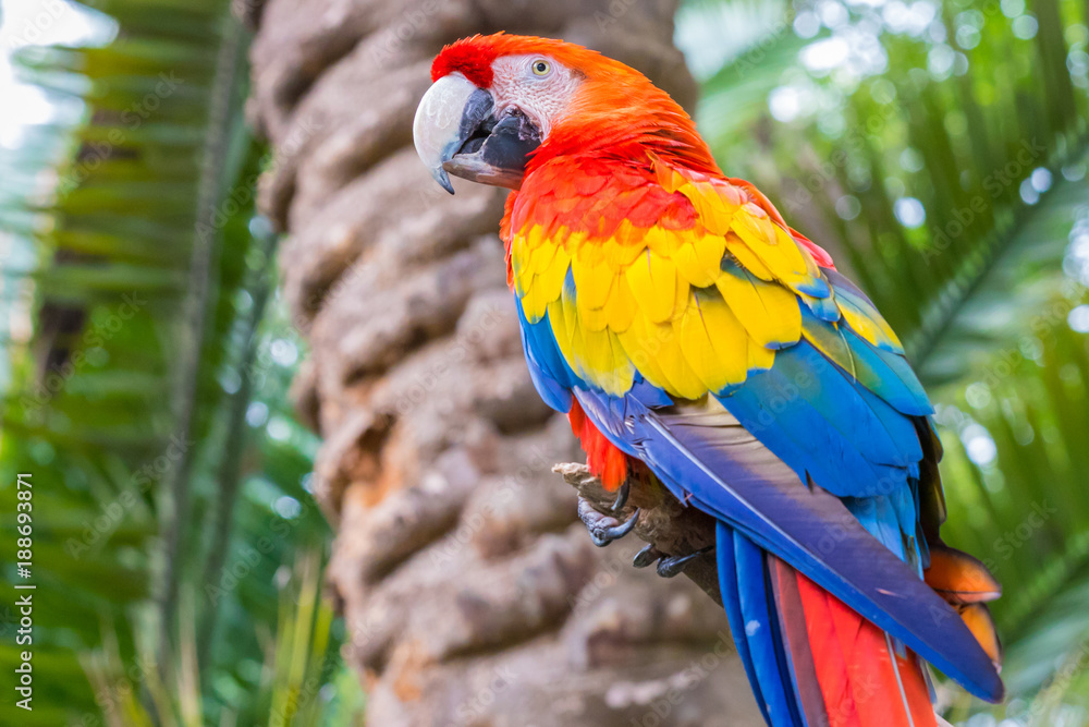 scarlet macaw in nature