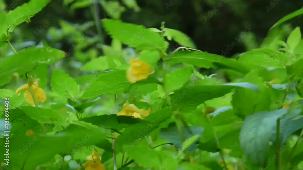 Yellow Touch-me-not Balsam flower petal HD video static camera Yellow Touch-me-not Balsam flower petal HD video static camera