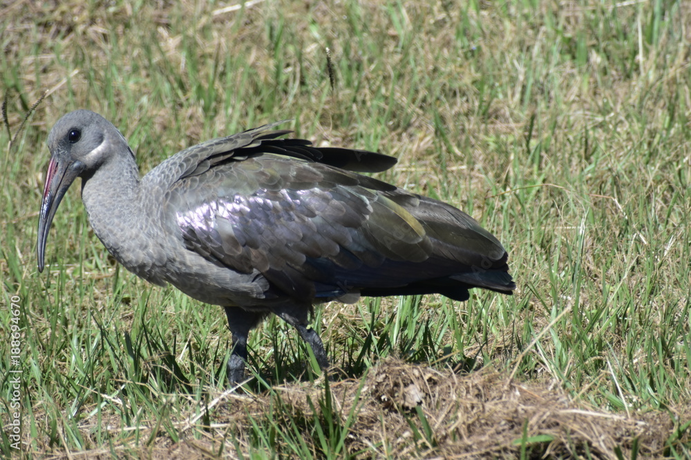 A Big Bird Walks In The Park A Big Bird Walks In The Park