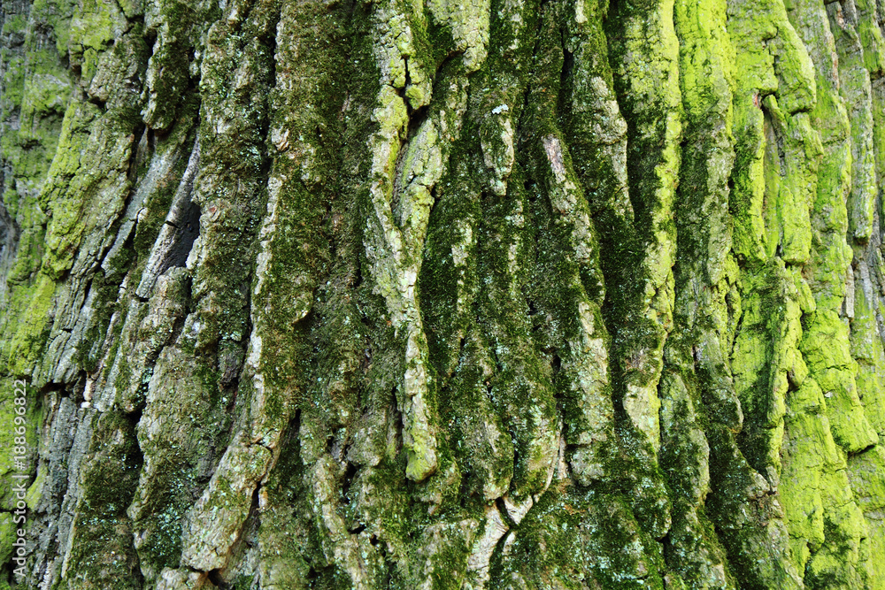 old bark with moss old bark with moss
